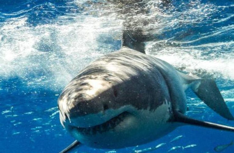 Brutal ataque de un tiburón a un buzo en México: perdió los brazos y la cabeza