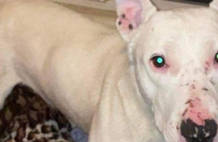 Perro que vivió seis meses con coyotes fue rescatado y busca un hogar