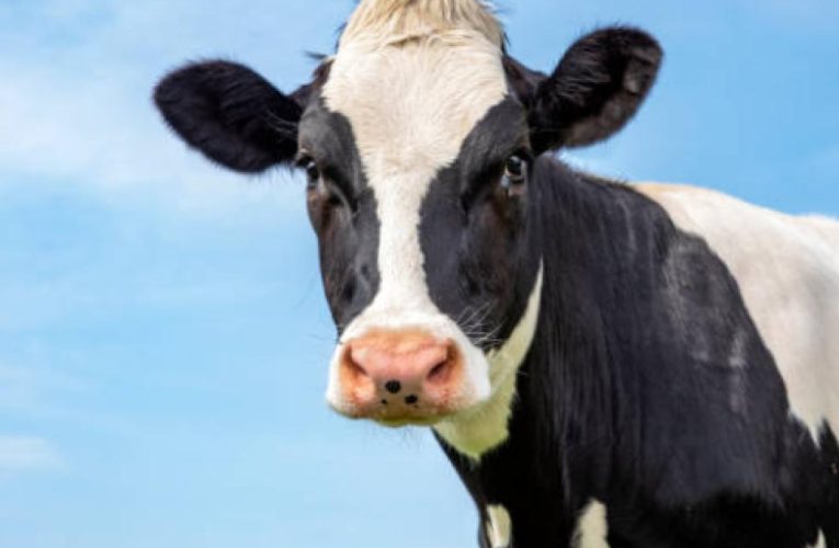 ¡Insólito! Vaca mata a hombre luego de ser atropellada en la India