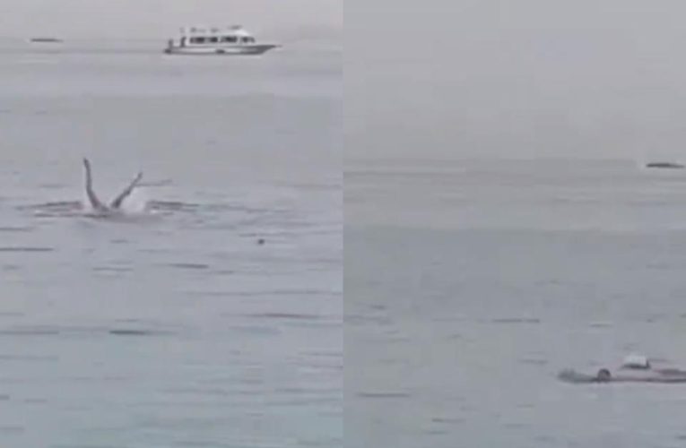 Video: hombre muere en el mar Rojo de Egipto tras aterrador ataque de un tiburón